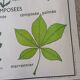Rossignol school poster from the 60s: The Leaf - The stems.