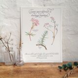 Affiche botanique tisane
