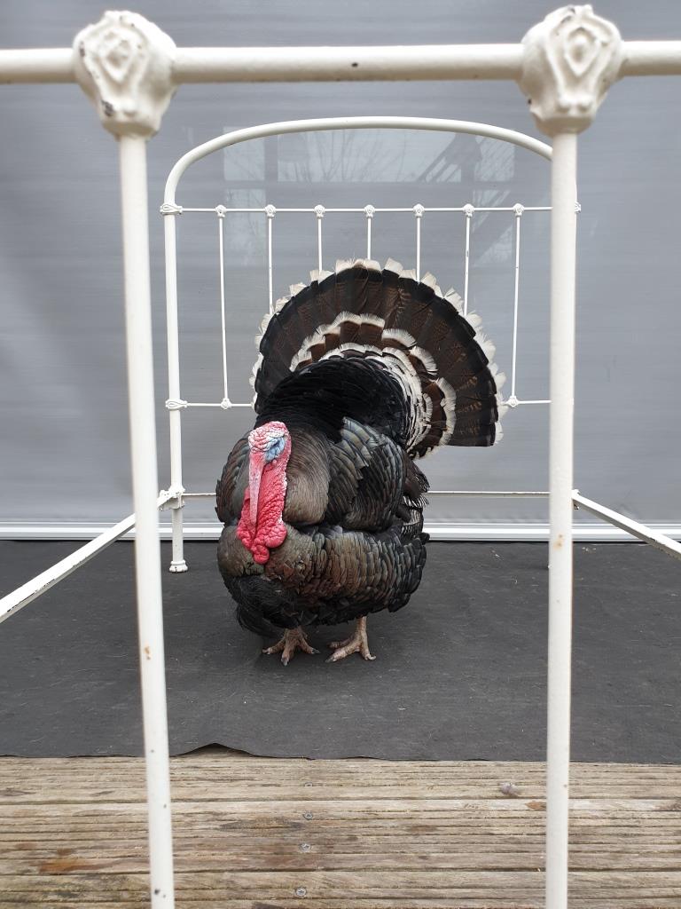 19th century metal bed encaged bird 200x120