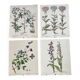 Set of 4 old plant engravings