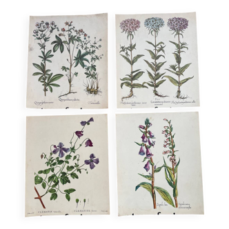 Set of 4 old plant engravings