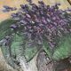 Still life painting with violets 1964