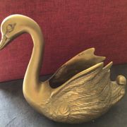 Cygne laiton