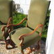 A pair of Louis XIII-style sheep bones armchairs