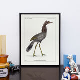 Lithograph chimeric engraving animal - the cariapocampus