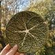 Cabbage leaf plate