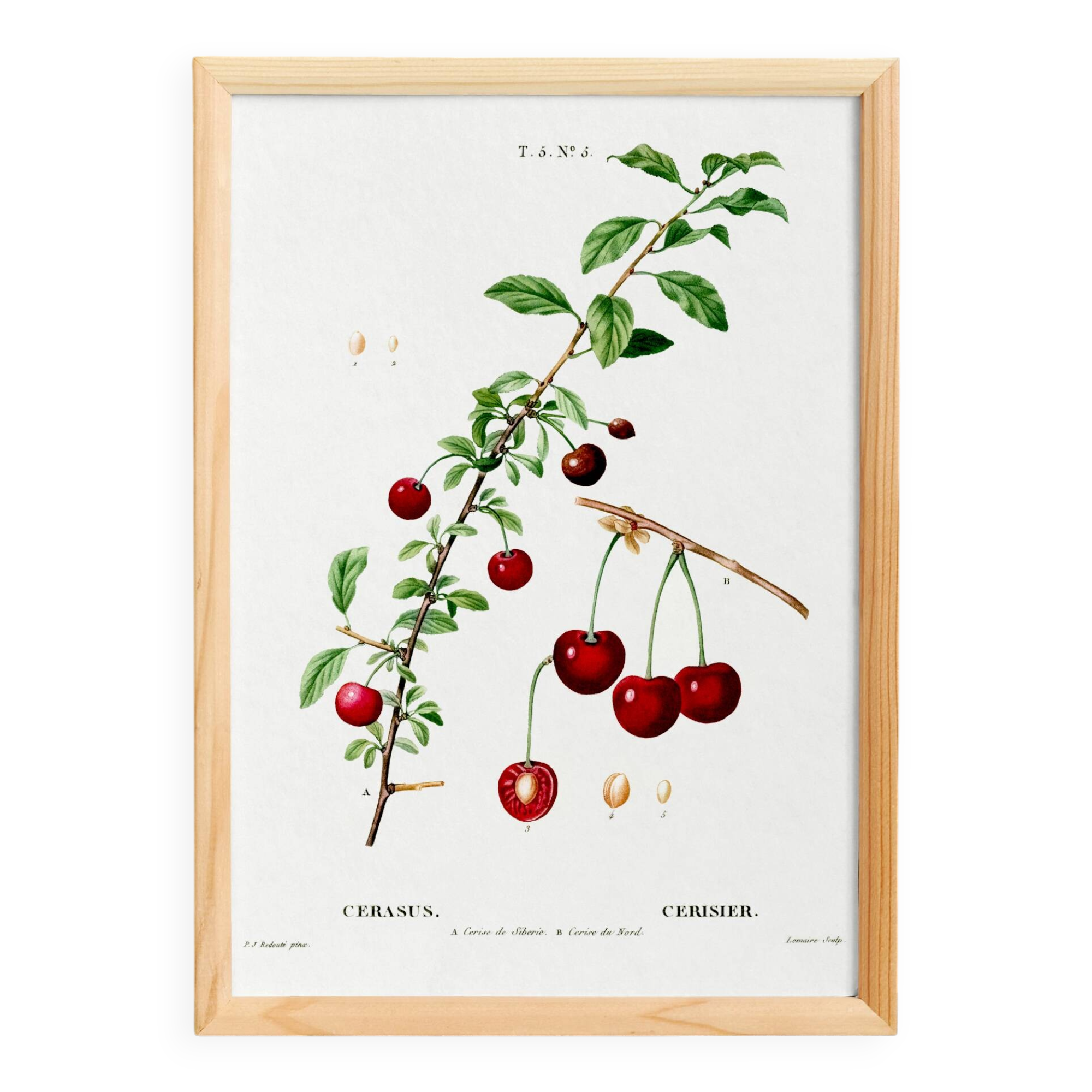 Poster about the cherry tree, after an engraving from 1802