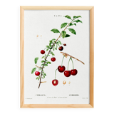 Poster about the cherry tree, after an engraving from 1802