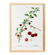 Poster about the cherry tree, after an engraving from 1802