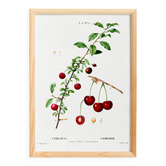 Poster about the cherry tree, after an engraving from 1802