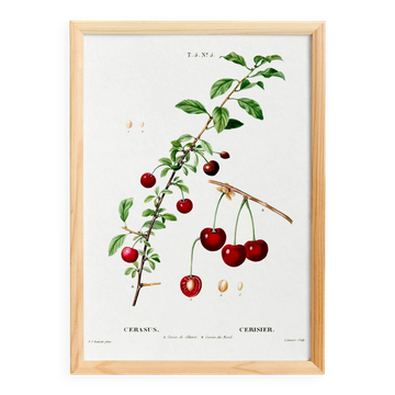 Affiche sur le cerisier, d’après une gravure de 1802