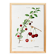 Poster about the cherry tree, after an engraving from 1802