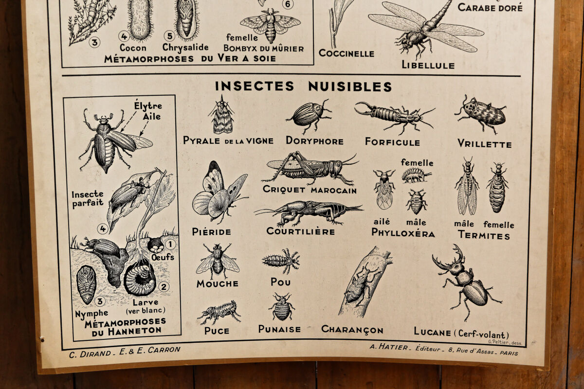 Hatier educational poster 1950