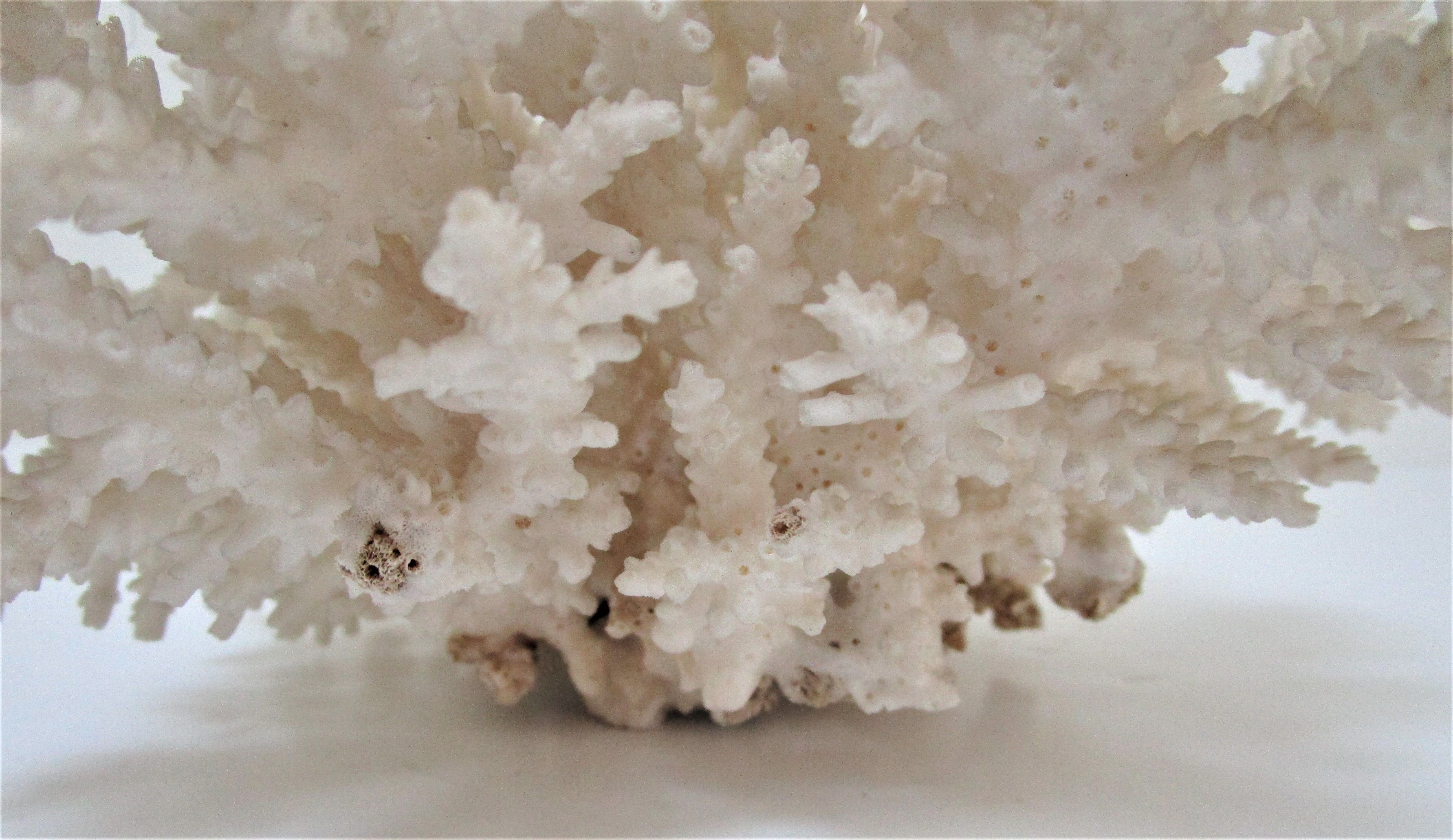 Buisson de corail blanc vintage