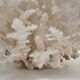 Buisson de corail blanc vintage