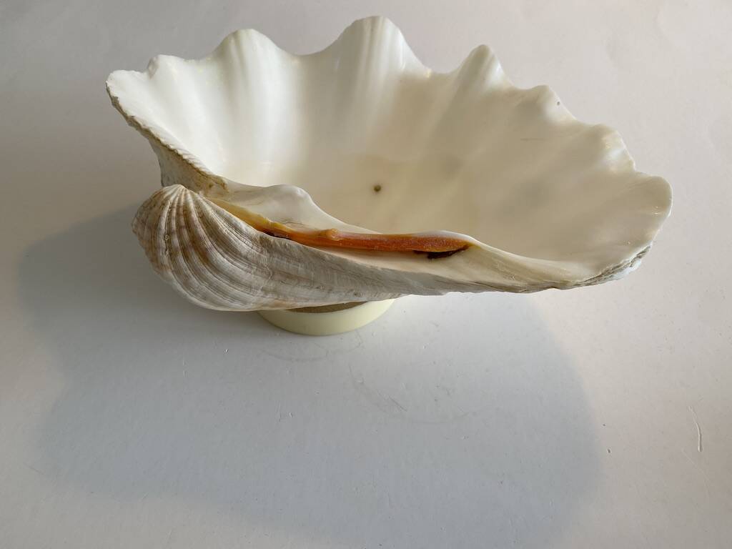 Large holy water clam shell on base - 34x25x11 cm - natural - 2600g