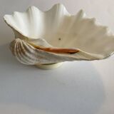 Large holy water clam shell on base - 34x25x11 cm - natural - 2600g