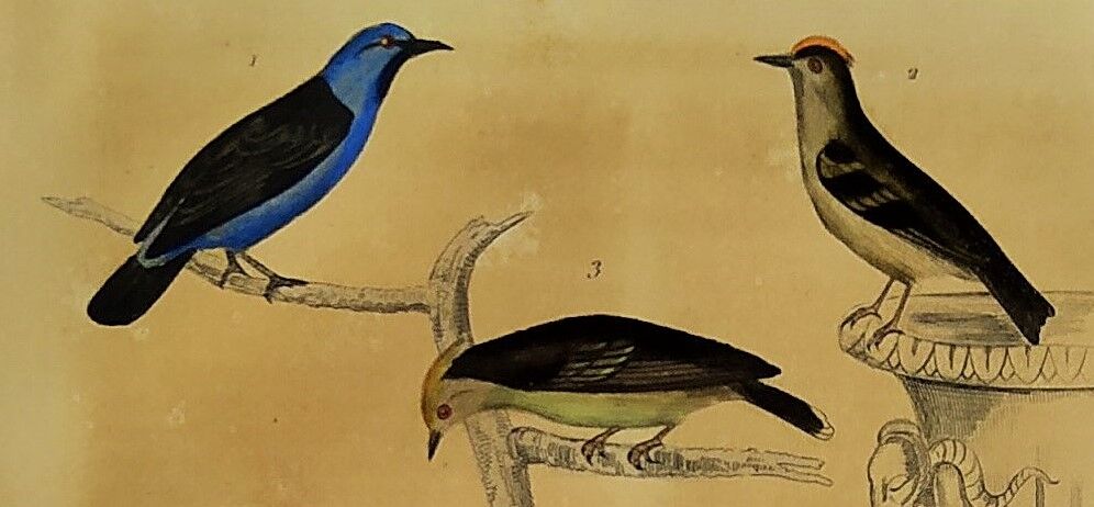 Planche Ornithologique originale " Pitpit bleu - Roitelet - Roitelet mésange - &c... " Buffon 1836