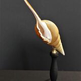 Cabinet of Curiosities shell tibia fusus on base