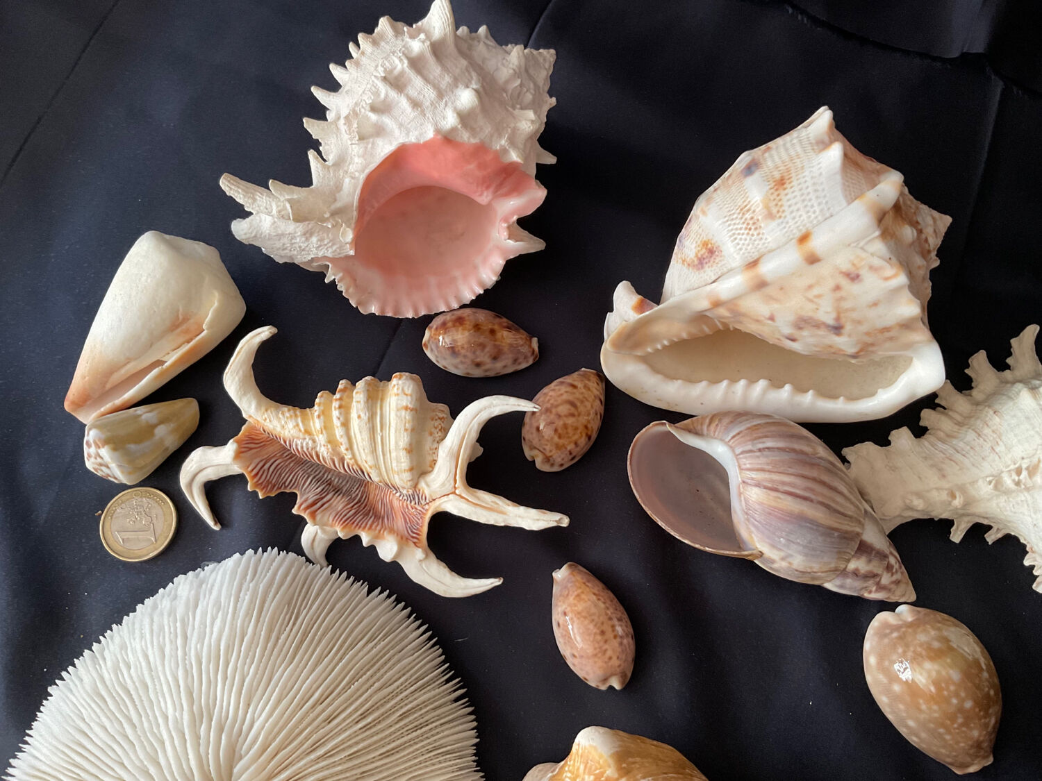 Shell Collection