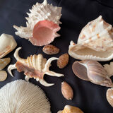 Collection coquillages