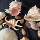 Shell Collection
