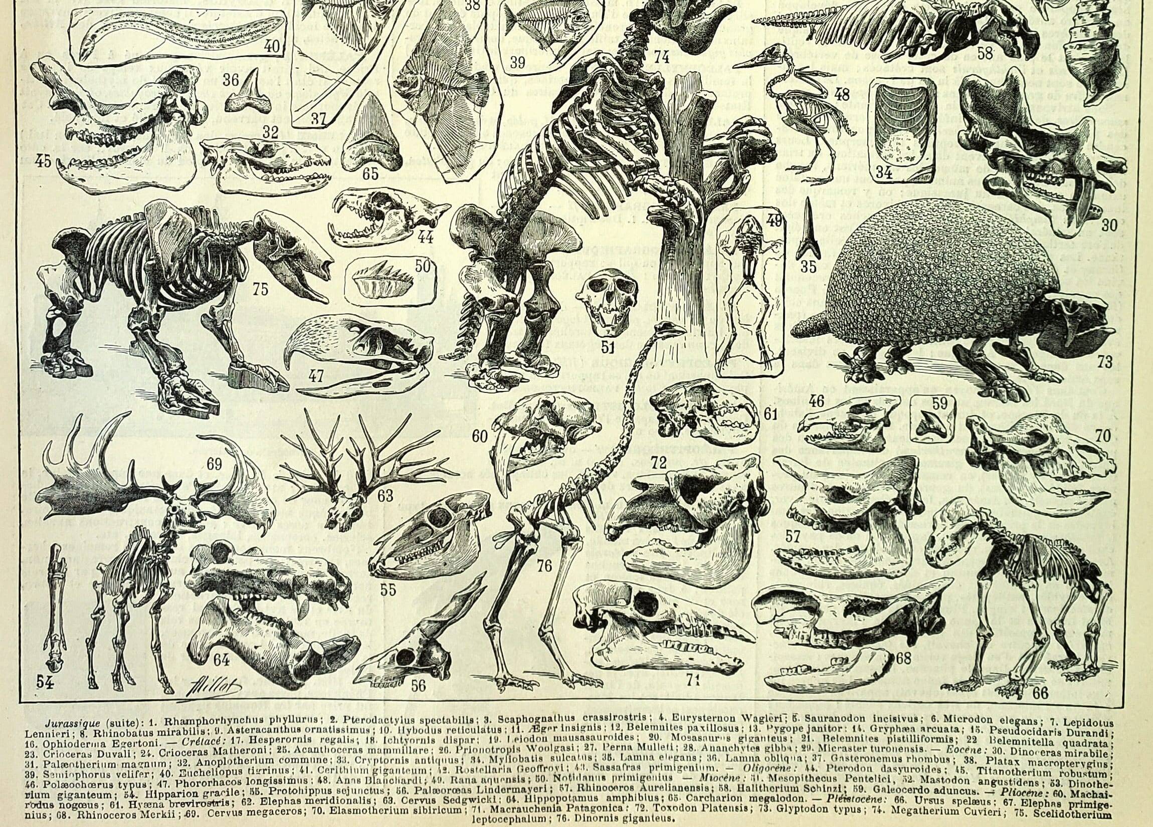 Botanical engraving 1897 A. Millot - Paleontology 2, prehistory