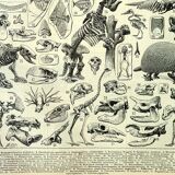 Botanical engraving 1897 A. Millot - Paleontology 2, prehistory