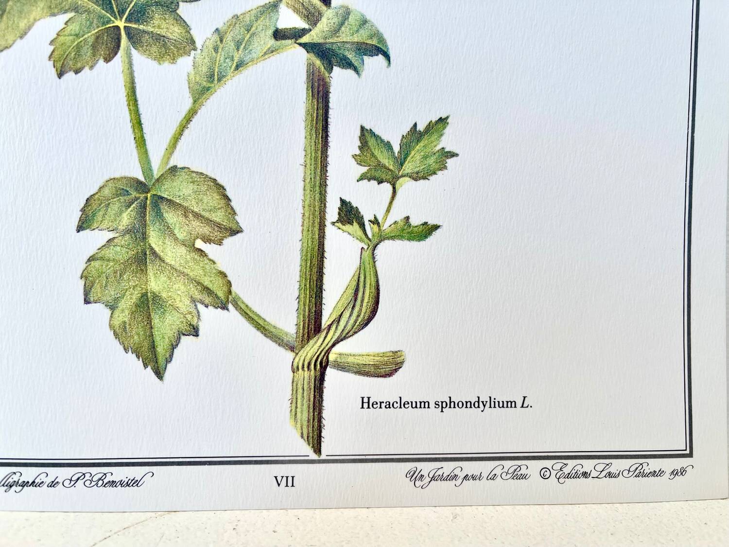 Botanical plate – Giant hogweed – Louis Pariente, 1986