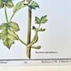 Botanical plate – Giant hogweed – Louis Pariente, 1986