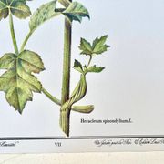 Botanical plate – Giant hogweed – Louis Pariente, 1986