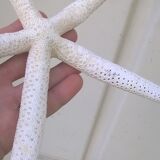 Authentic starfish