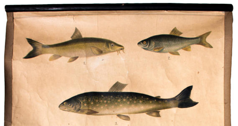 Educational poster, fish, lithograph, 1914