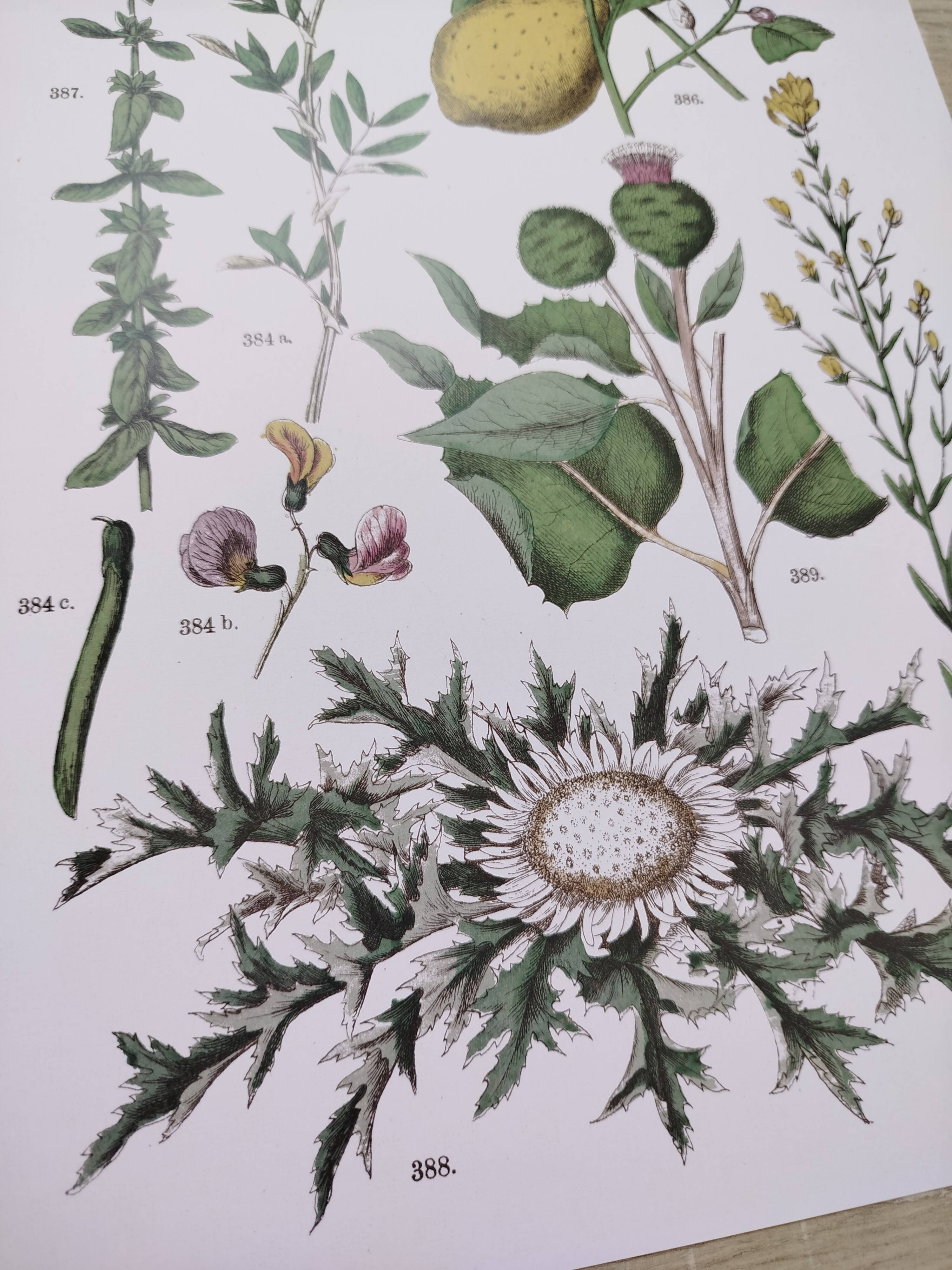 Plant poster based on an 1881 engraving "lemon"