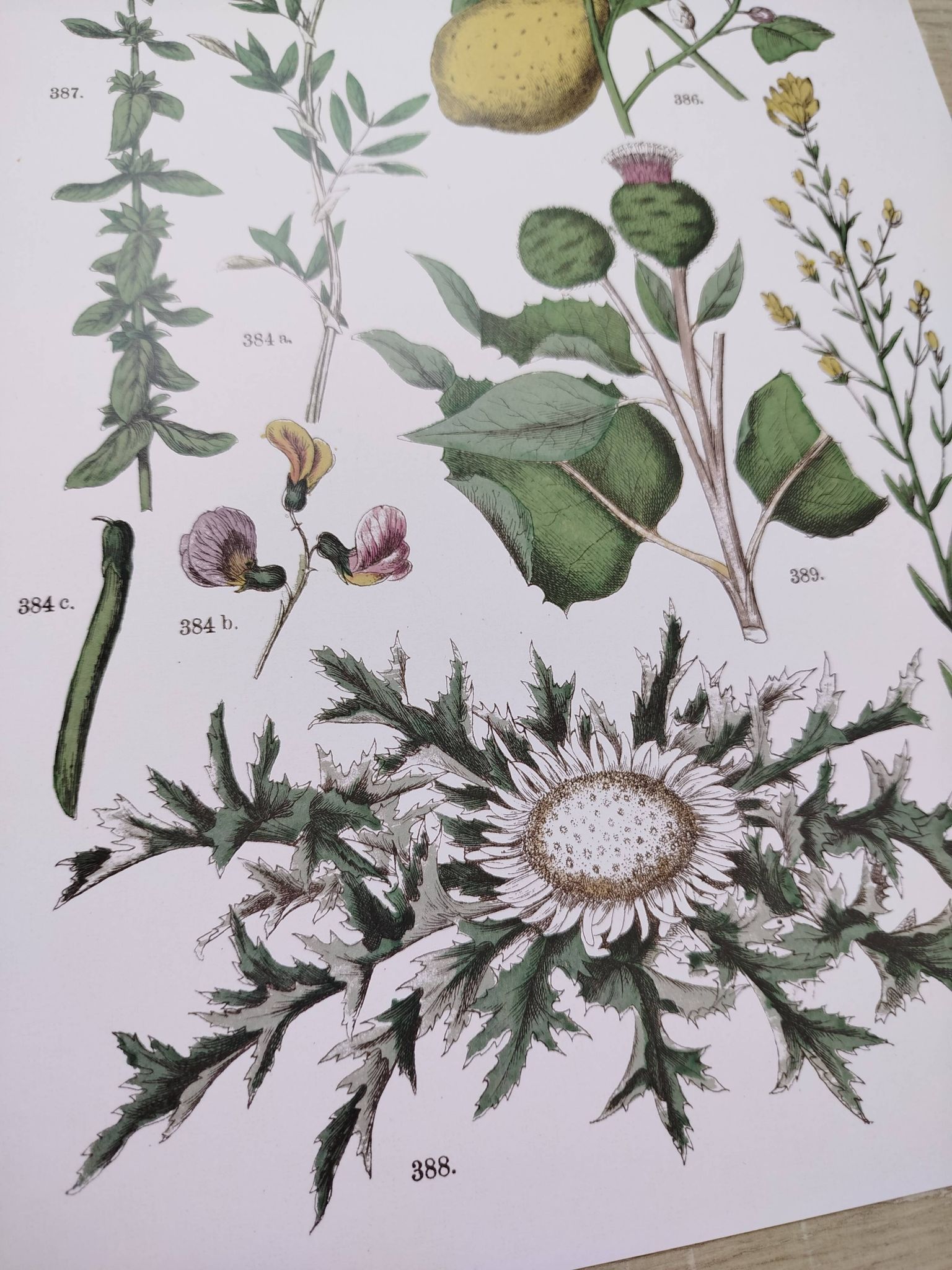 Plant poster based on an 1881 engraving "lemon"