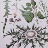 Plant poster based on an 1881 engraving "lemon"