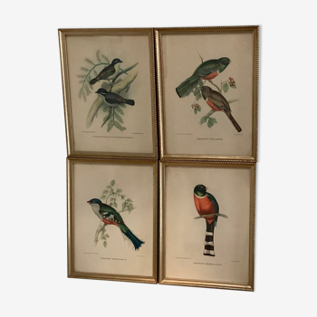 Bird lithographs