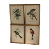 Bird lithographs
