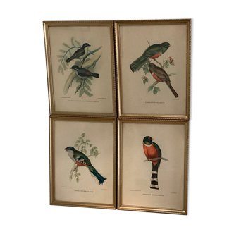 Lithographies oiseaux