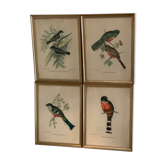 Bird lithographs