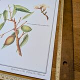 Printed in 1986, botanical plate of the Almond tree
