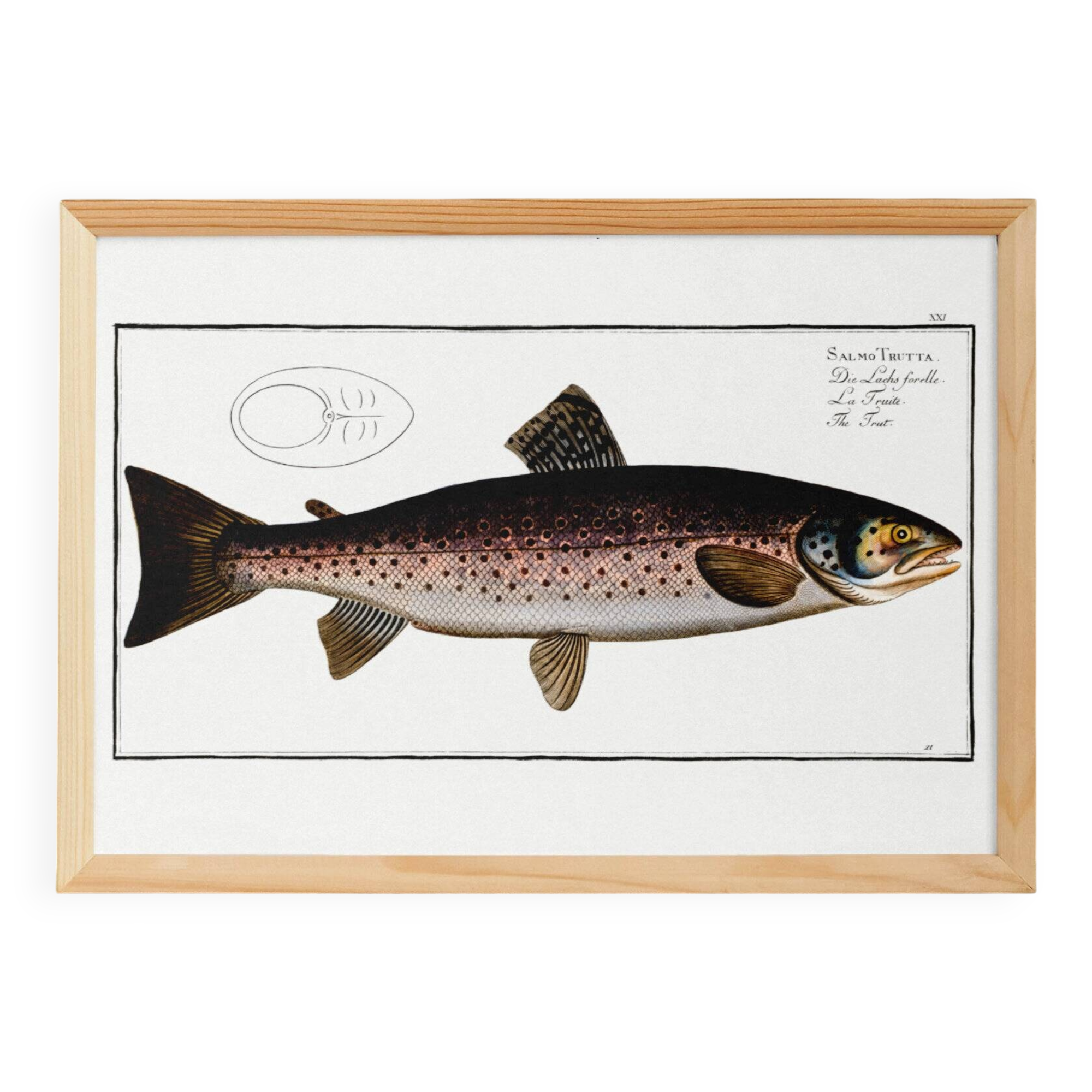 Poster about trout, based on an old engraving from 1746.