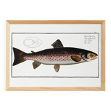 Poster about trout, based on an old engraving from 1746.