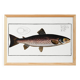 Poster about trout, based on an old engraving from 1746.