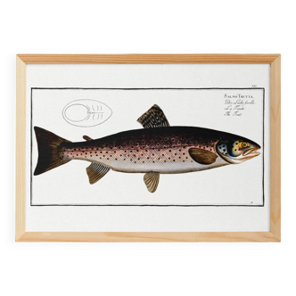 Poster about trout, based on an old engraving from 1746.