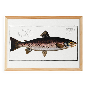 Poster about trout, based on an old engraving from 1746.