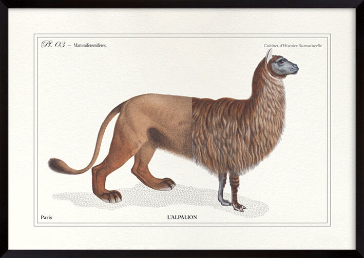 Chimera lithography engraving animal - the alpalion