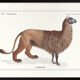 Chimera lithography engraving animal - the alpalion