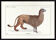 Chimère lithographie gravure animal - l'alpalion