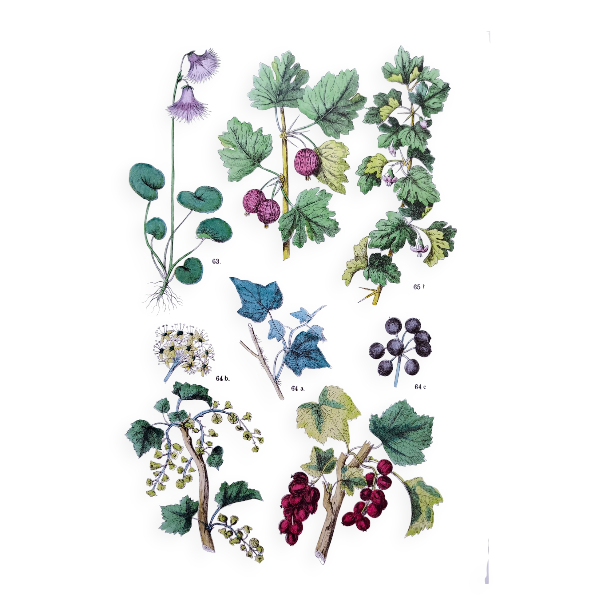 Poster about plants, based on an 1881 engraving "ivy"